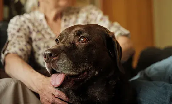 A person petting a dog