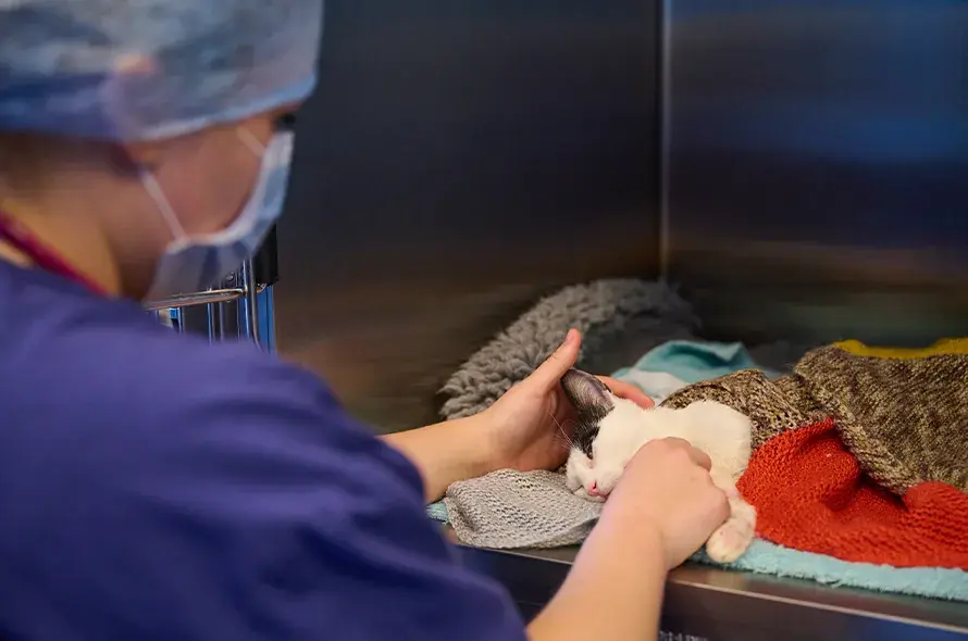 A vet caring for a kitten after surgery