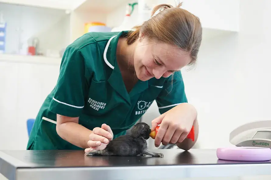 A vet nurse feeding a small kitten