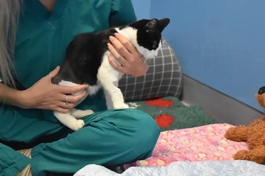 A vet nurse checking a cats legs