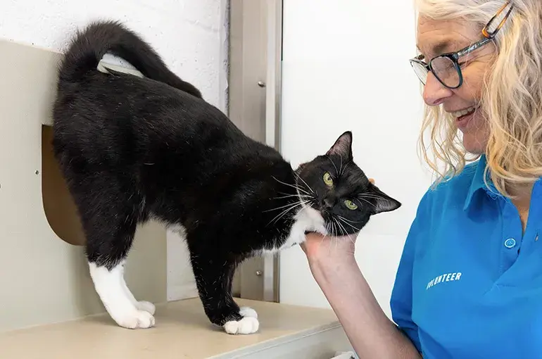 A volunteer stroking a cat in the Cattery