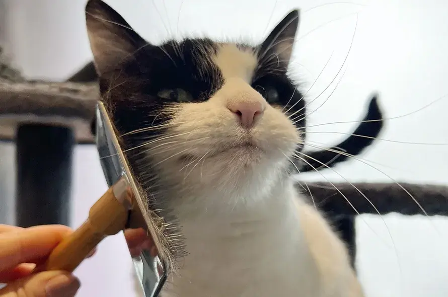 Black and white cat being brushed