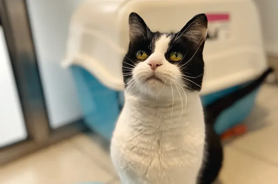 Black and white cat looking up