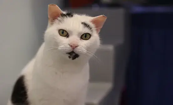 Black and white cat sat looking at the camera