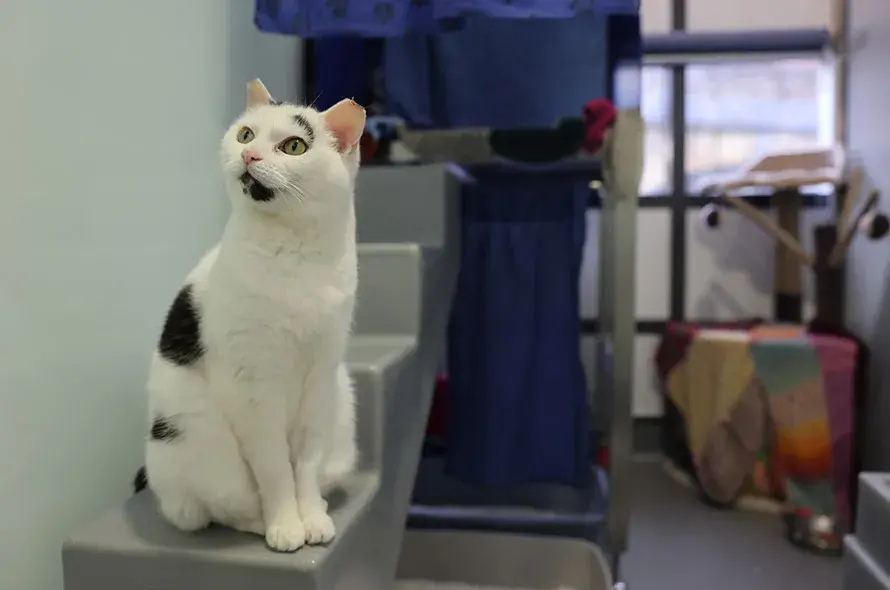 Black and white cat sat on the stairs