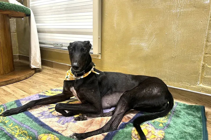 Black greyhound laying on blanket