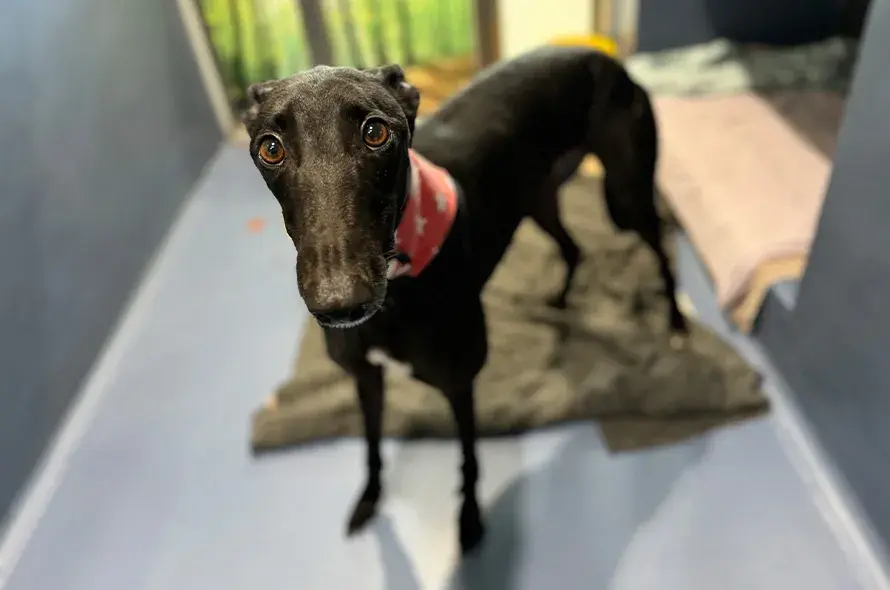 Black greyhound standing in kennel