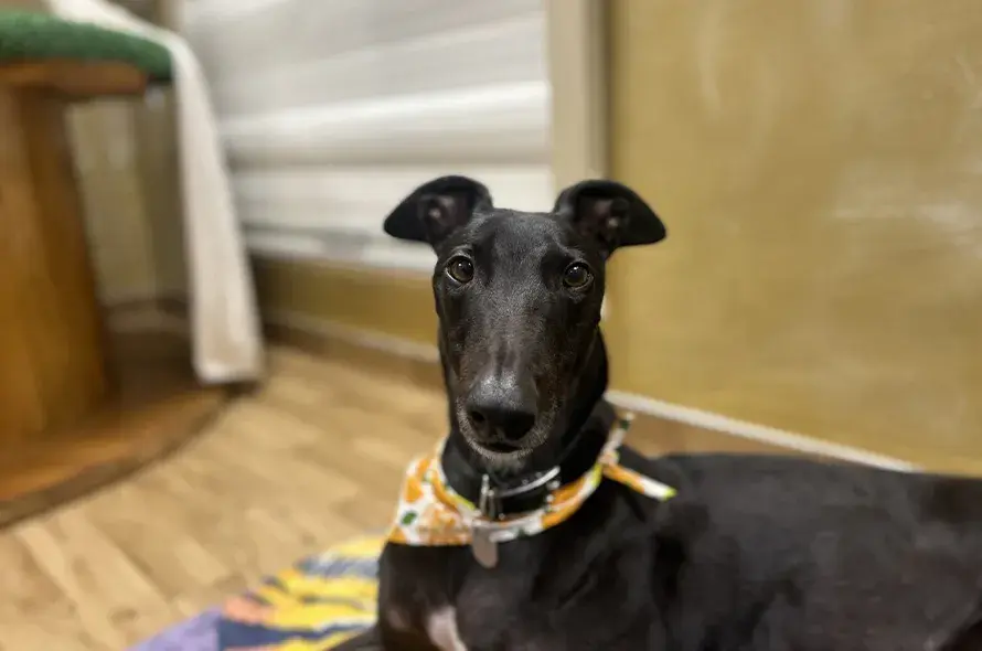 Close up of black greyhound looking at the camera