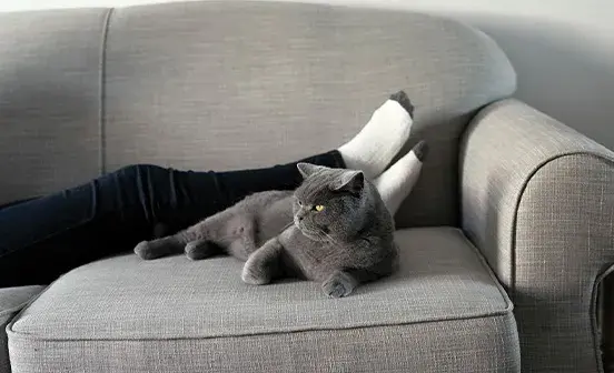 Grey cat sitting on sofa
