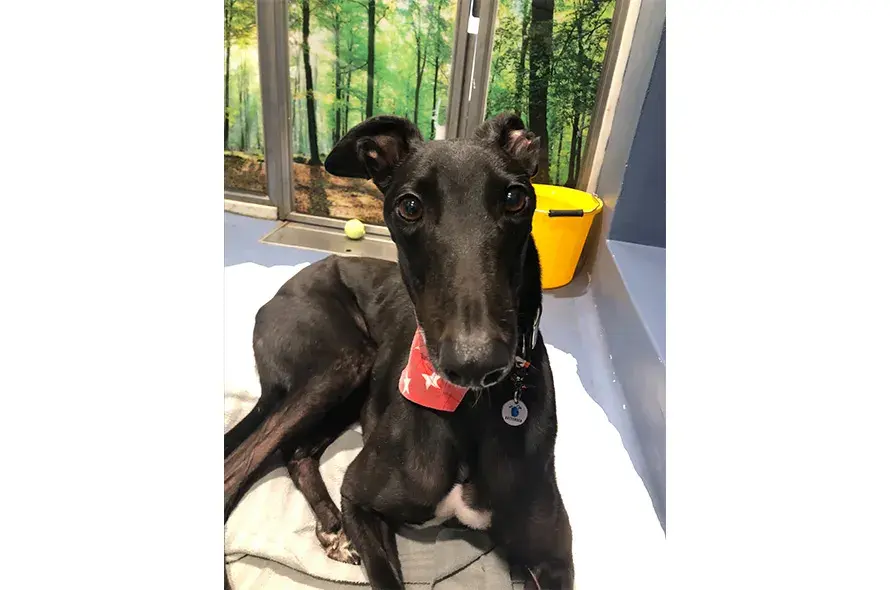 Mark sitting in his kennel