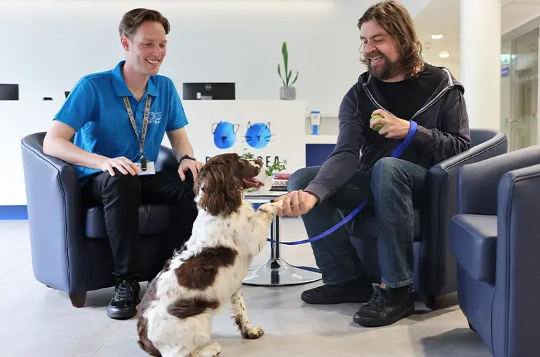Spaniel shaking a mans paw