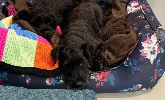 Two black puppies laying in bed