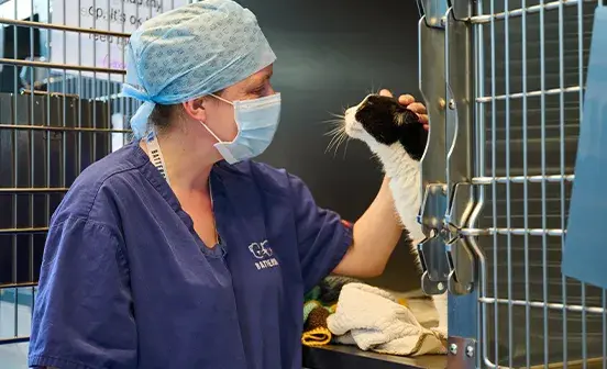 Vet staff petting a recovering cat