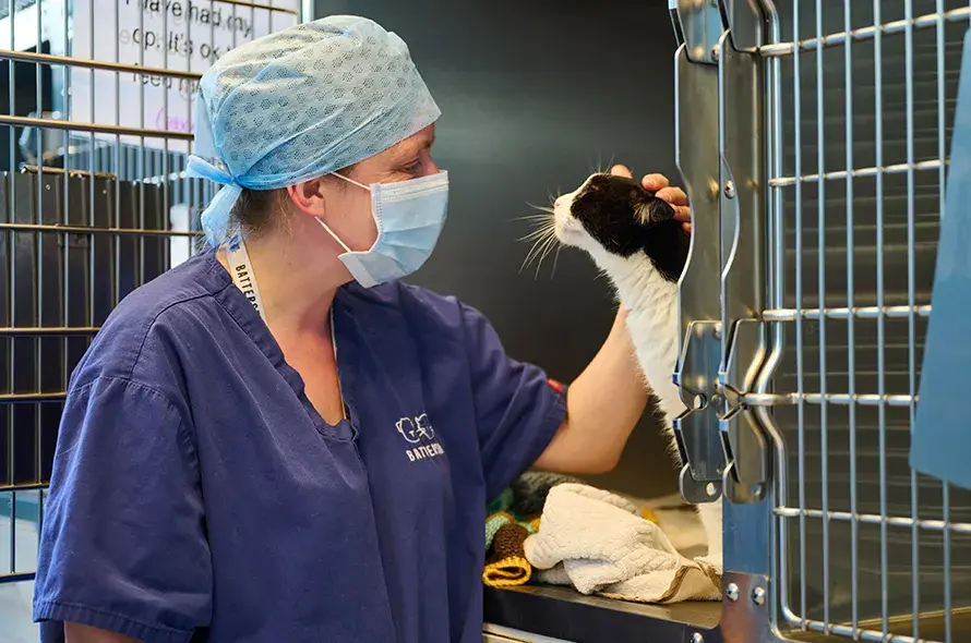 Vet staff petting a recovering cat