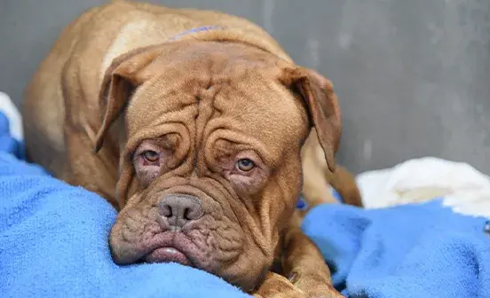 Wrinkly dog looking sad