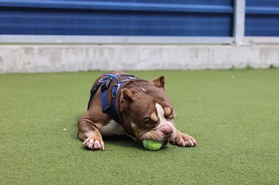 Bulldog laying down playing with tennis ball