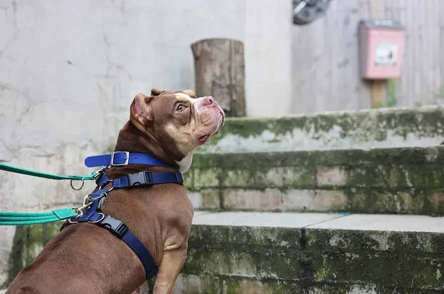 Bulldog posing on the stairs
