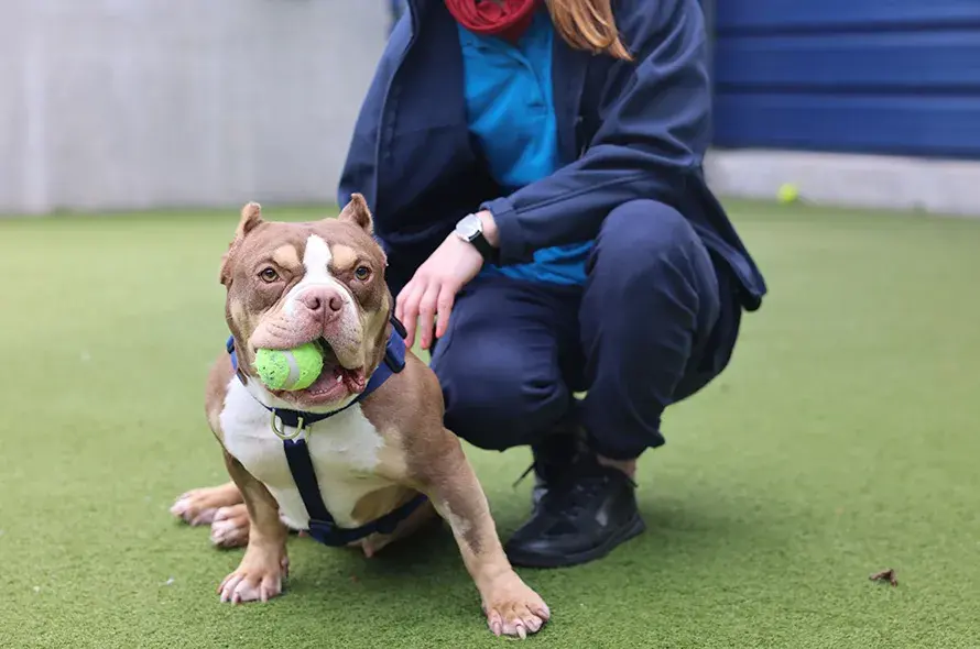 Bulldog sitting with tennis ball in mouth
