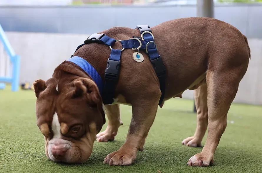 Bulldog sniffing the grass