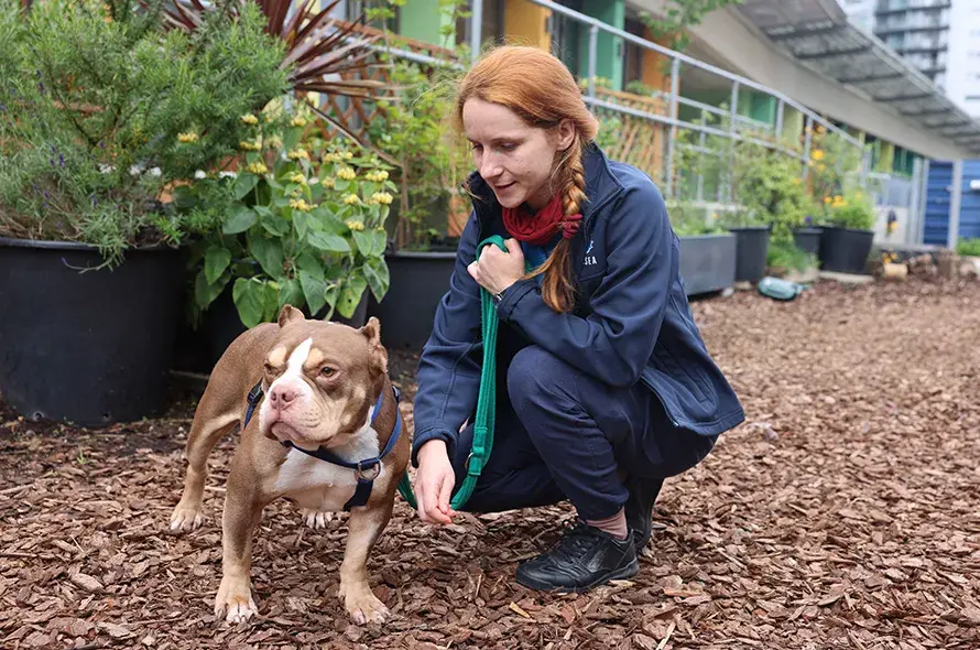 Bulldog standing on garden path