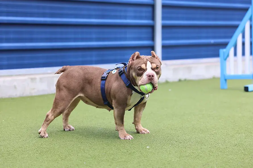 Bulldog standing with tennis ball in mouth