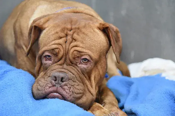 Wrinkly dog looking sad