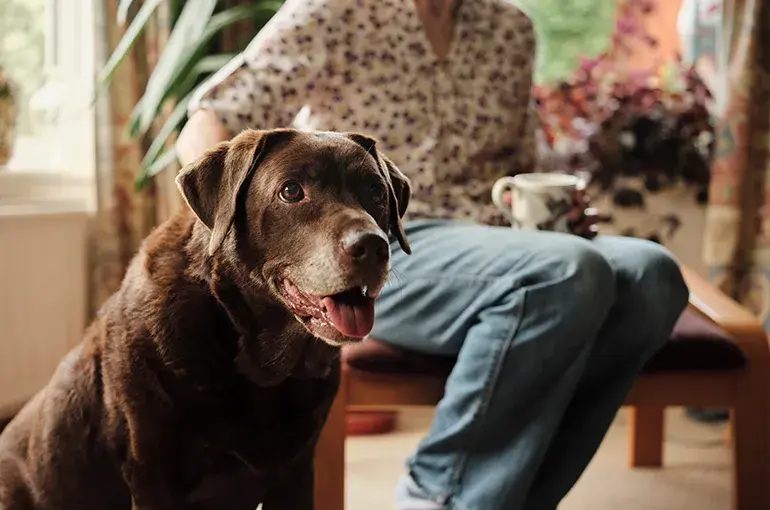 Chocolate Labrador sitting in a home