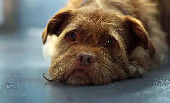 Scruffy dog looking sad