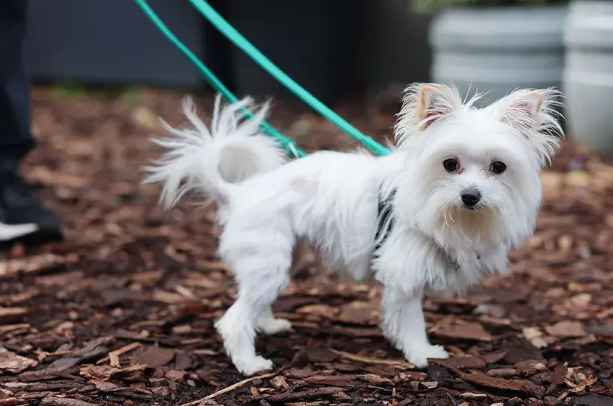 Small white dog on a walk
