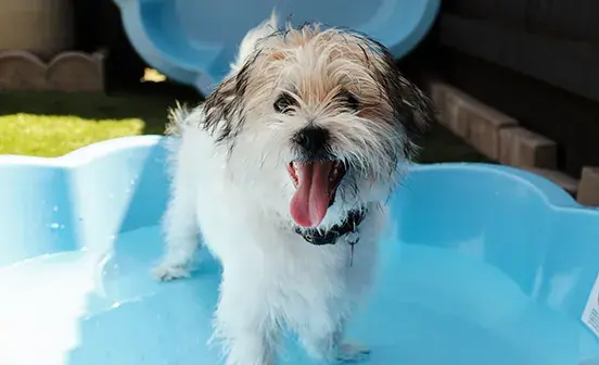How to keep dogs cool in the summer