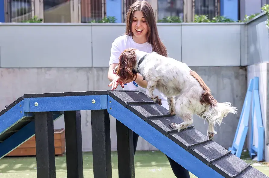 A dog running over a course