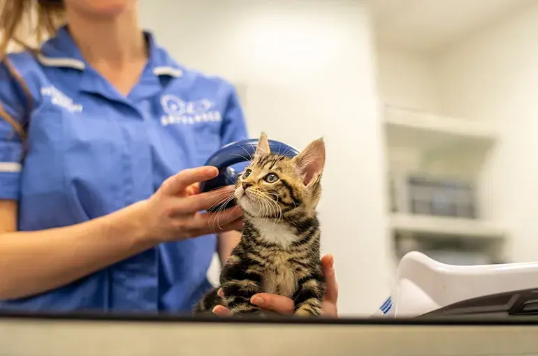 Kitten getting microchip scanned