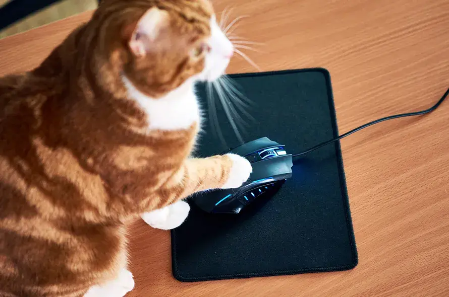 Cat playing with computer mouse