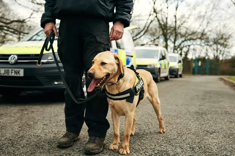 Working Labrador police dog