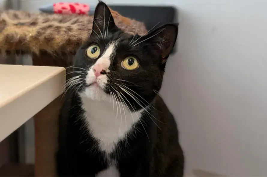 A black and white cat looking up
