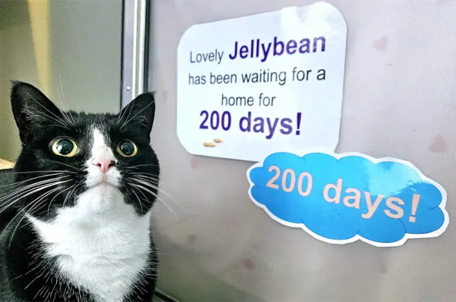 A black and white cat next to a 200 days poster