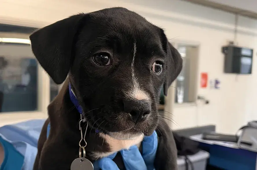 A black and white dog being held