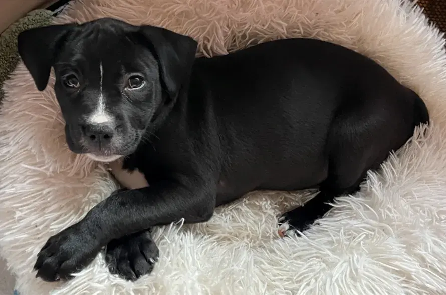A black and white dog laying in a dog bed
