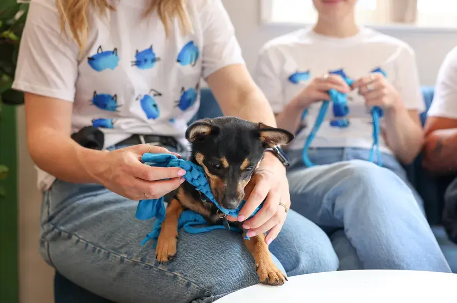A dog playing with a handmade toy