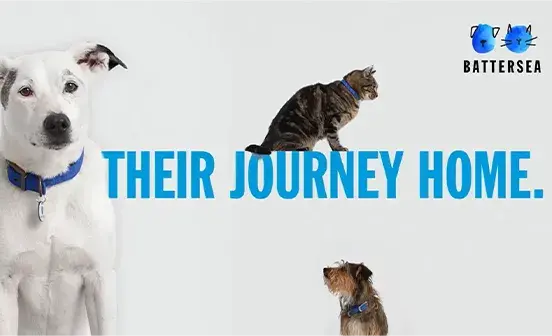 Image with cats and dogs around the text "their journey home"