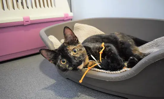 Cat laying on side in cat bed