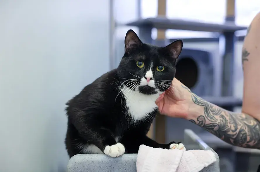 Rusty a black and white cat looking into the camera sitting down getting pets