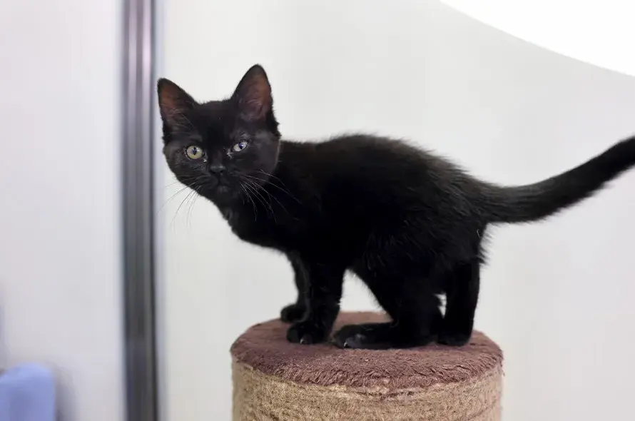 Black kitten perched on cat tower