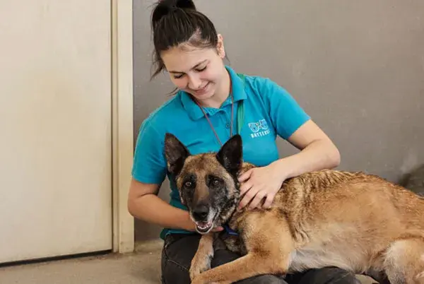 Pregnant German shepherd lying in a lap of a Battersea staff member