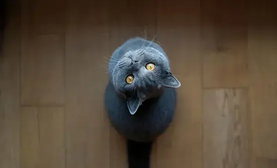 A blue British shorhair cat sitting on the floor looking upwards at the camera above it