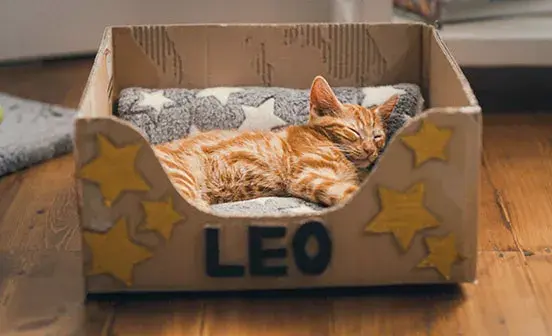 Ginger cat Leo sleeping on a starry blanket in a box that has LEO written at the front and hand-drawn stars