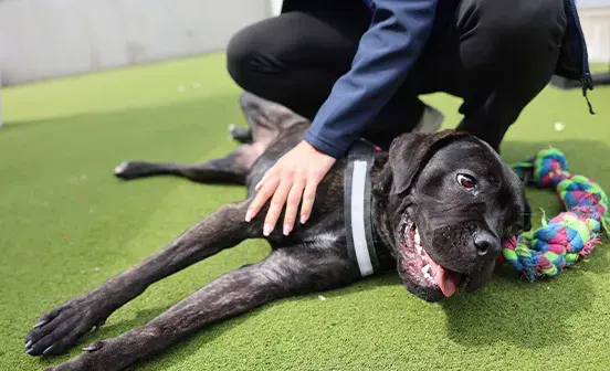 Black dog laying on the floor having belly rubs