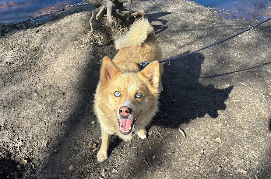 Husky cross smiling at the camera