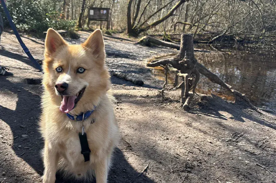 Husky cross sat in the woods 