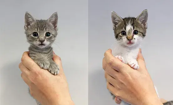 Two kittens being held